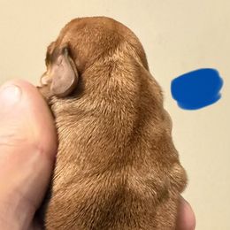 No.3 Red Dapple - Dapple male Dachshund puppy in Martinsville, Indiana from Witchy Woman’s Wiener’s