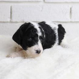 Jessie - Parti female Labradoodle puppy in Bryantown, Maryland from Doodles on Duty