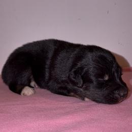 Bunny - Black tri-color female Australian Shepherd puppy in Windsor, New York from Double B Aussies