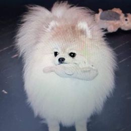 Stan Lee - Pomeranian