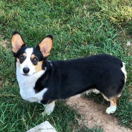 Sybie - Pembroke Welsh Corgi