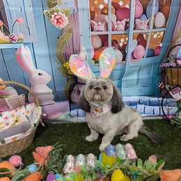 Zaza - Sable female Shih Tzu puppy in Las Vegas, Nevada from Vegas Shih Tzus