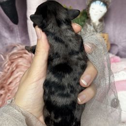 Serberus Blue Merle Cavapoo - Merle male Cavapoo puppy in Tucson, Arizona from Cavapoo Puppy Parade