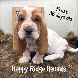 Frost - Red and white male Basset Hound puppy in Mebane, North Carolina from Happy Ridge Hounds
