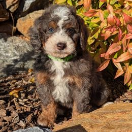 Carter - Blue merle male Bernedoodle puppy in Placerville, California from Quartz Mountain Doodles