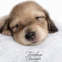 Shaded Cream Male - Pet Only - Limited AKC - Cream male Dachshund puppy in Nashville, Tennessee from Farmhouse Sausages - Located in TN delivers all over US including California