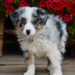 Ruri - Blue Collar - Blue merle male Australian Shepherd puppy in Prineville, Oregon from KC’s Aussies