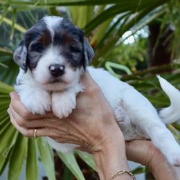 Bernedoodle Puppies from Palm Canyon Bernedoodles