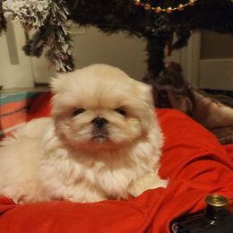 Pekingese Puppies from Heather's Pekingese