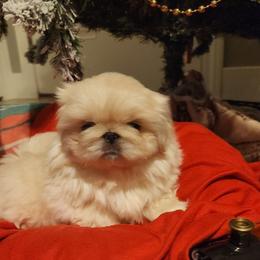 Pekingese Puppies from Heather's Pekingese