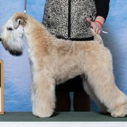 Soft Coated Wheaten Terriers from Aslan Wheatens