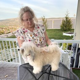 Reina - Havanese