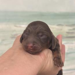 River Long hair - Chocolate and tan female Dachshund puppy in Lakeland, Florida from Elite Doxies Florida