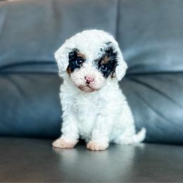 Cupid - Black tri-color female Aussiedoodle puppy in Saint George, Utah from Fitzdoodles