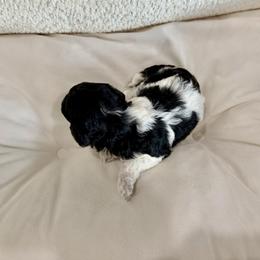 Girl 1 - female Cavapoo puppy in Mount Pleasant, Texas from NANCY REYNA