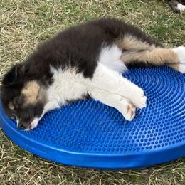 Australian Shepherd Puppies from Echolight Australian Shepherds