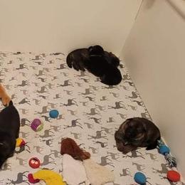 German Shepherd and Pembroke Welsh Corgi Puppies from Muddy Paws Corgis / Von Blake's Gedächtnis German Shepherds
