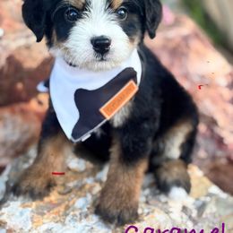 Caramel - Tri-color female Bernedoodle puppy in Peoria, Arizona from Grand Canyon Bernedoodles