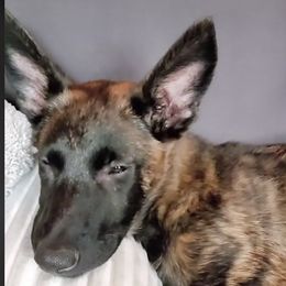 Belgian Malinois from Creek Corners