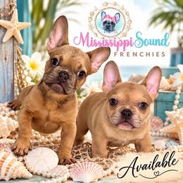 Forest - Blue fawn male French Bulldog puppy in Saucier, Mississippi from Mississippi Sound Frenchies