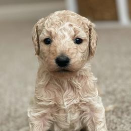Girl 1 - Goldendoodle puppy in Burns, Tennessee from The Sunny Doodle