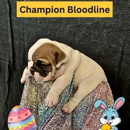 Rocket - Fawn brindle and white male Bulldog puppy in Tremonton, Utah from Snuggle Pups