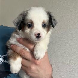 Mochi - Blue merle female Toy Australian Shepherd puppy in Georgetown, Texas from Minikin Manor