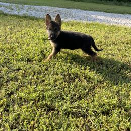 Baby Red Girl - Black and red female German Shepherd puppy in Green Forest, Arkansas from Green Forest German Shepherds