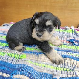 Miniature Schnauzer Puppies from Barenaba Schnauzers