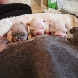 French Bulldog Puppies from Shawhan Family Frenchies