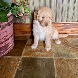Haaland - Cream female Aussiedoodle puppy in Savannah, Missouri from Rose Creek Mini Aussies and doodles