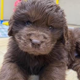 Rosie pink Female - Brown female Newfoundland puppy in Pottstown, Pennsylvania from Latin of Course Newfoundlands