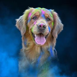 Reba - Golden Retriever