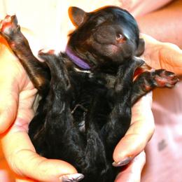 Isaac - Phantom male Poodle puppy in Crewe, Virginia from Whispering Woods Farms LLC