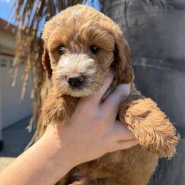 Grey Collar - Cream female Assorted Doodle Crosses puppy in Marysville, California from Dailey Doodles and Dachshunds