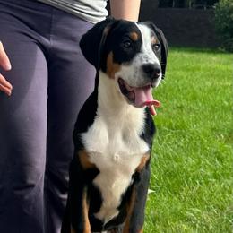 Red Girl - Black, white and red female Greater Swiss Mountain Dog puppy in Lower Burrell, Pennsylvania from Polyanna’s GSMD