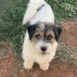 Russell Terrier puppies from Elite Russell Terriers
