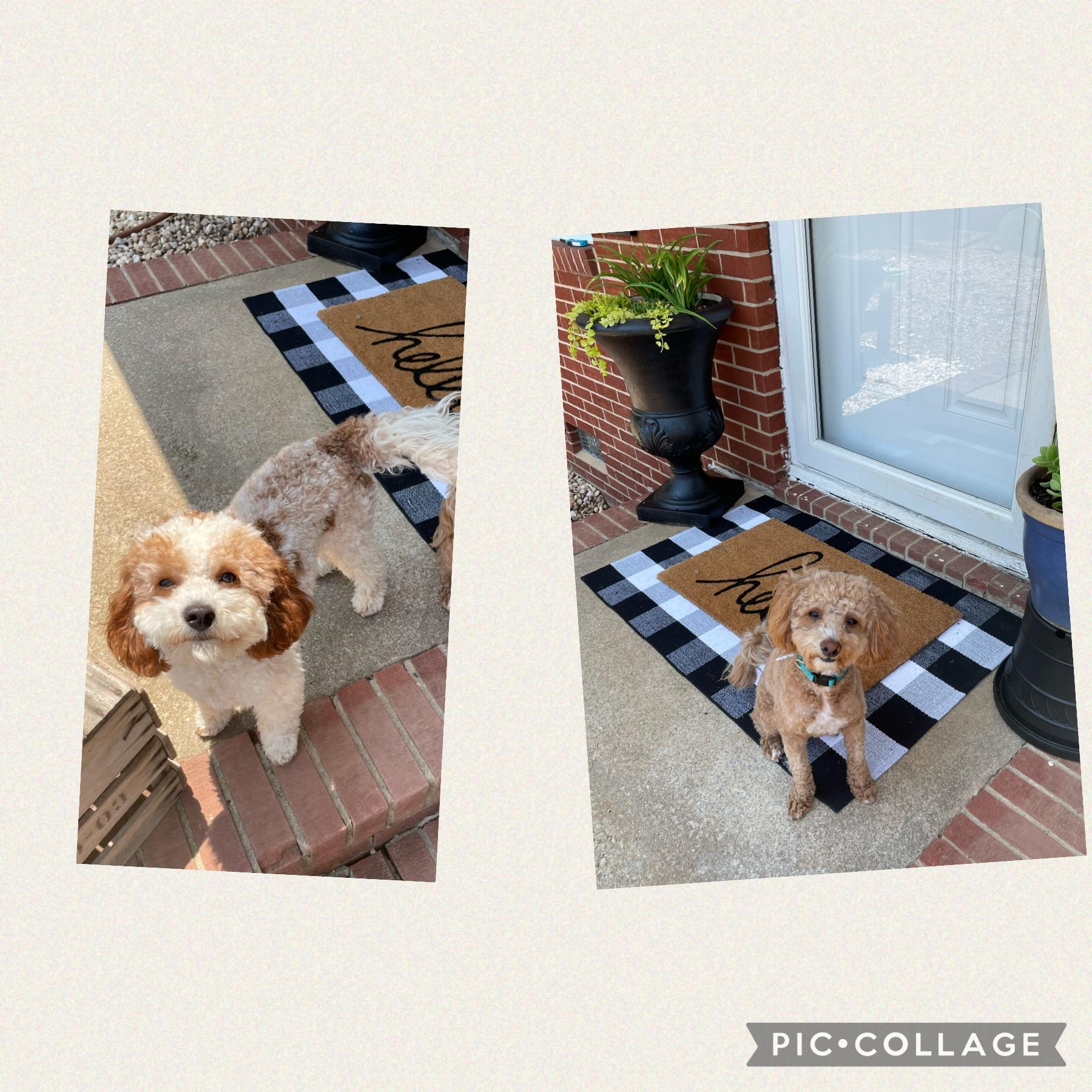 Blackberry Hill Doodles in North Carolina Goldendoodle and