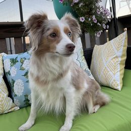 Miniature Australian Shepherds from Southern Indiana Mini Aussies