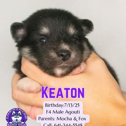 Keaton - Black and white male Pomsky puppy in Humeston, Iowa from M.A.R. Dogs
