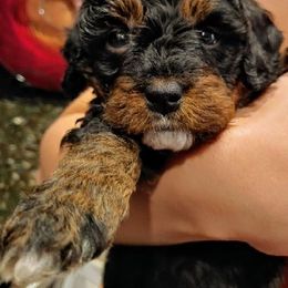 Bernedoodle Puppies from Kiya's Bernedoodles