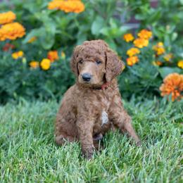 Red Collar, "Big Red" - Red  Poodle puppy in Nicholasville, Kentucky from Lexington Poodle Company