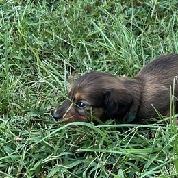 Cookie Monster (Blue Female) - Dachshund puppy in Washington, Georgia from Lizard Lick Longhair Dachshunds