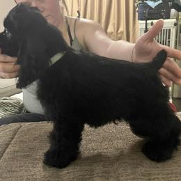 Blackie - Black male Cocker Spaniel puppy in Charleston, Tennessee from Nefer's Kennel