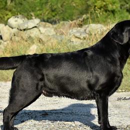 Labrador Retrievers from Deborah Weinman
