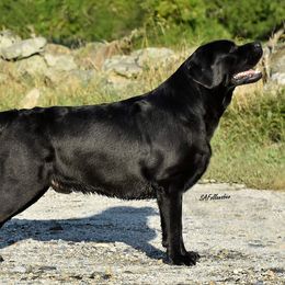 Labrador Retrievers from Deborah Weinman