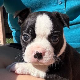 Aspen - Black brindle and white female Boston Terrier puppy in Wheatland, California from 🐾❤️ Stephanie's Boston Terriers ❤️🐾