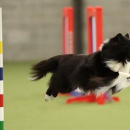 Shetland Sheepdogs from Kinetic Shetland Sheepdogs