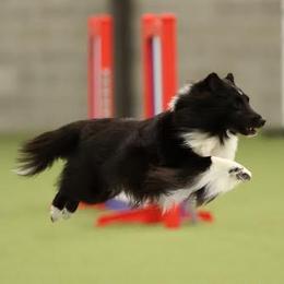 Shetland Sheepdogs from Kinetic Shetland Sheepdogs