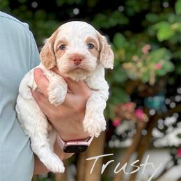 Trusty - Red roan male Cockapoo puppy in Mocksville, North Carolina from Little Bear Doodles